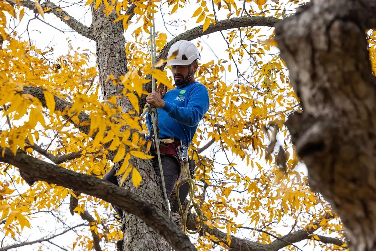 Skilled Tree Transplanting crew working in Mosby